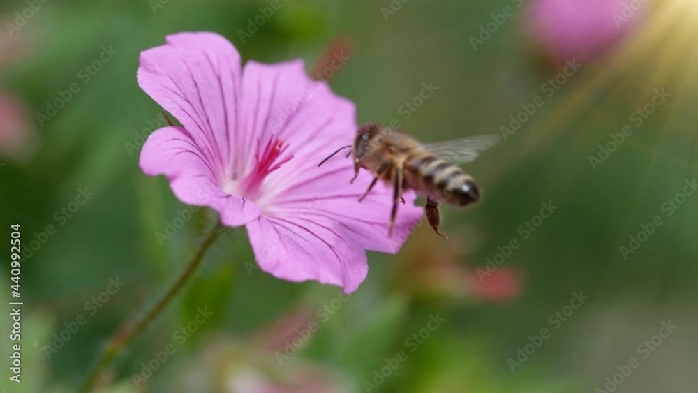 Bee flying into bloomed blossom, gathering pollen, macro shot. Filmed on high speed cinema camera, 1000fps. Bee flying into bloomed blossom, gathering pollen, macro shot. Filmed on high speed cinema camera, 1000fps.
