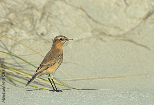 Northern Wheatear, Tapuit, Oenanthe oenanthe photo
