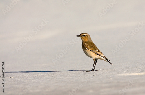 Tapuit; Northern Wheatear; Oenanthe oenanthe photo