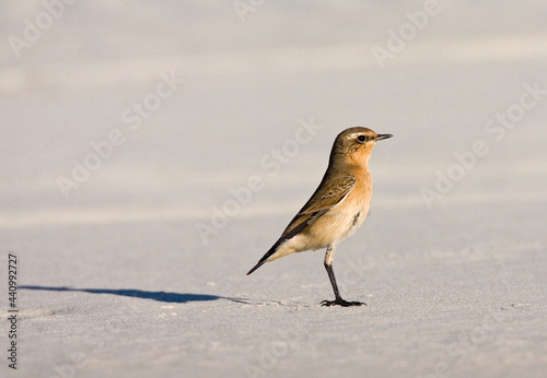 Tapuit, Northern Wheatear, Oenanthe oenanthe photo