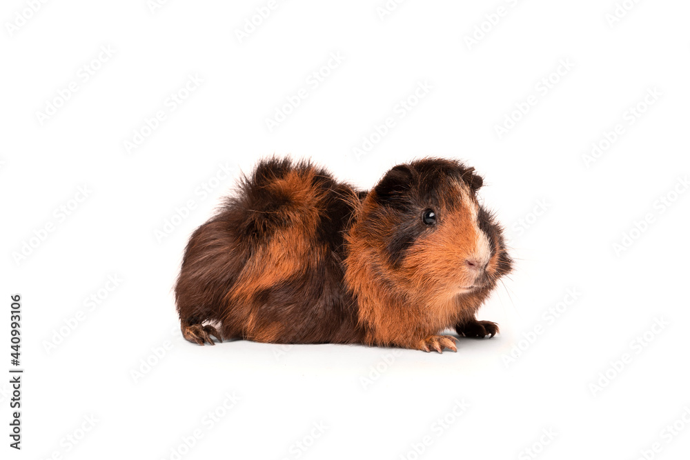 Fototapeta premium guinea pig isolated on a white background