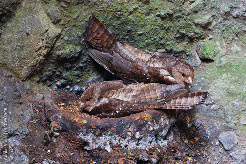 Vetvogel, Oilbird, Steatornis caripensis photo