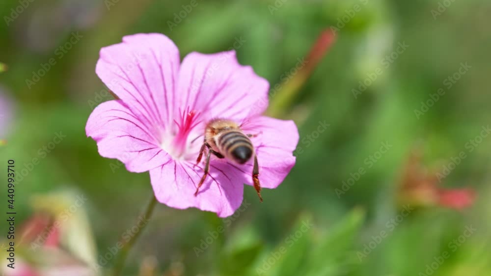 Bee flying into bloomed blossom, gathering pollen, macro shot. Filmed on high speed cinema camera, 1000fps. Bee flying into bloomed blossom, gathering pollen, macro shot. Filmed on high speed cinema camera, 1000fps.