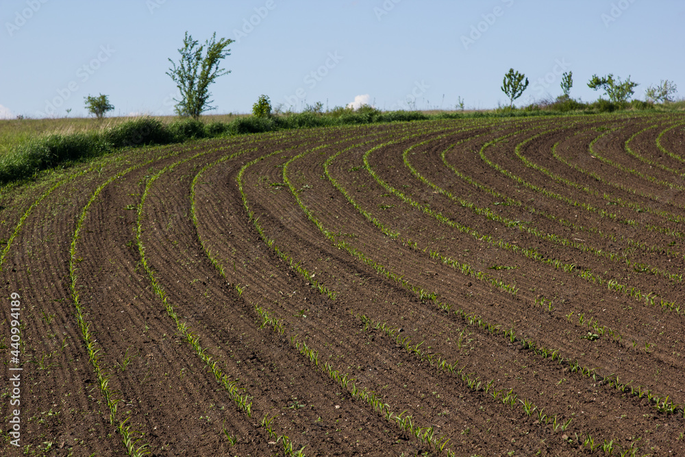 field with corn in spring. Parposts of plants began to grow in a straight line. Field of an agricultural enterprise field with corn in spring. Parposts of plants began to grow in a straight line. Field of an agricultural enterprise