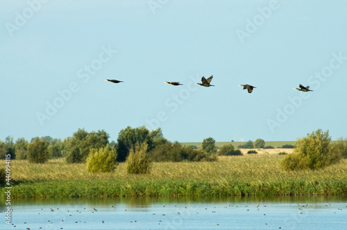 Oostvaardersplassen Flevopolder, Nederland / Netherlands photo