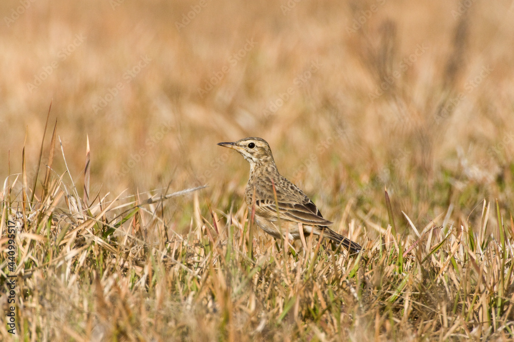 Veldpieper, Paddyfield Pipit, Anthus rufulus Veldpieper, Paddyfield Pipit, Anthus rufulus