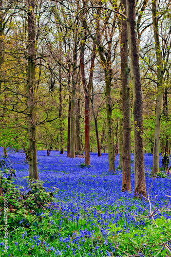 Bluebell Woods Spring Flowers Greys Court Oxfordshire England