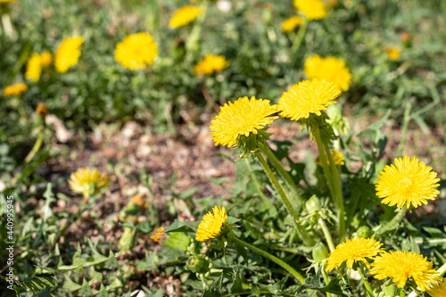 Bright yellow dandelions in green grass, close-up, selective focus. Spring, summer wildflowers. Flowers in the garden