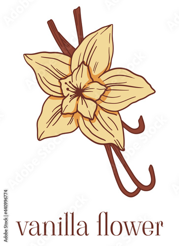 colored illustration with vanilla flower in cartoon style