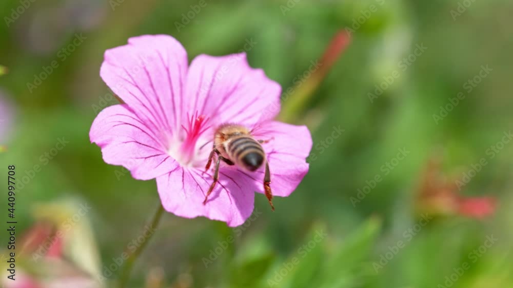 Bee flying into bloomed blossom, gathering pollen, macro shot. Filmed on high speed cinema camera, 1000fps. Bee flying into bloomed blossom, gathering pollen, macro shot. Filmed on high speed cinema camera, 1000fps.