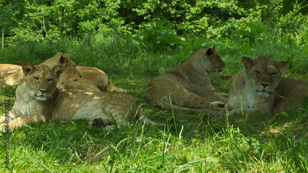 Lionesses in Lion Safari in Safari Park in Dvůr Králové nad Labem, Eastern Bohemia, Czech Republic, Europe
Lionesses in Lion Safari in Safari Park in Dvůr Králové nad Labem, Eastern Bohemia, Czech Republic, Europe
