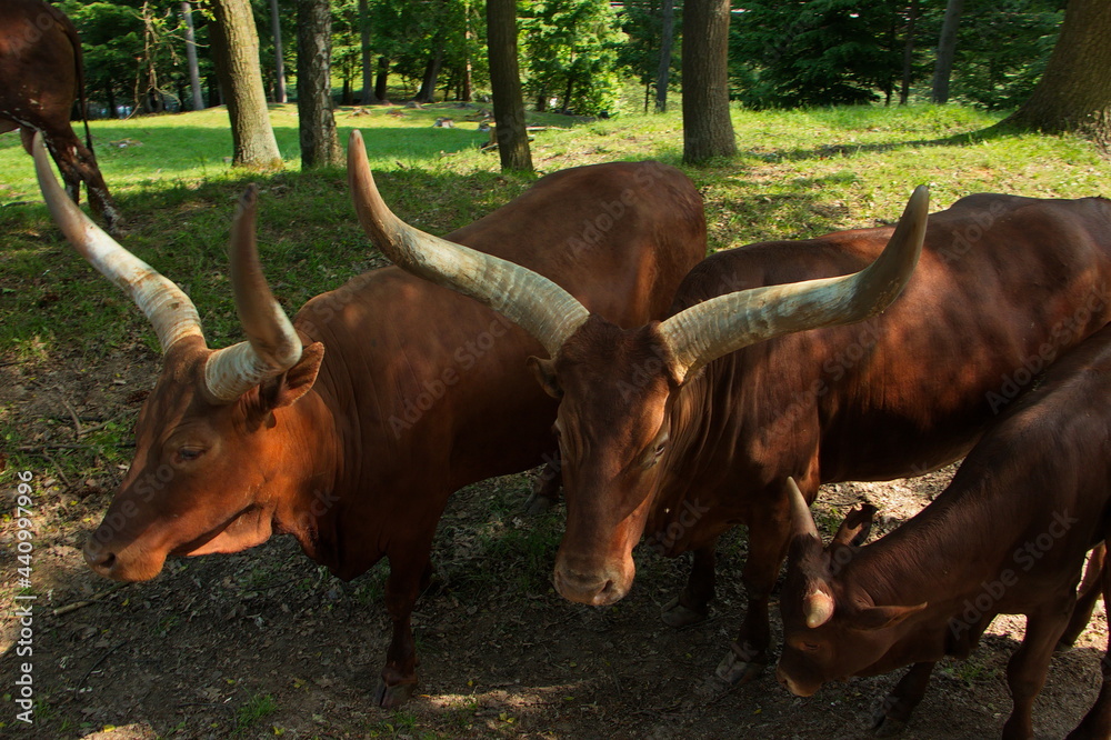 Watusi cattle in Safari Park in Dvůr Králové nad Labem, Eastern Bohemia, Czech Republic, Europe
Watusi cattle in Safari Park in Dvůr Králové nad Labem, Eastern Bohemia, Czech Republic, Europe