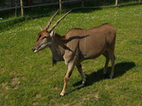 Eland antelope in Safari Park in Dvůr Králové nad Labem, Eastern Bohemia, Czech Republic, Europe
