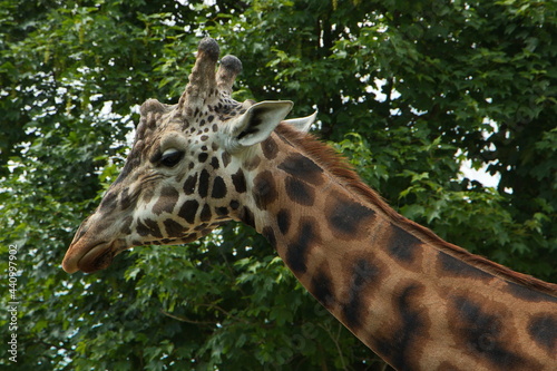 Portrait of a girrafe in Safari Park in Dv  r Kr  lov   nad Labem  Eastern Bohemia  Czech Republic  Europe 