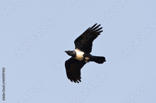 Schildraaf  Pied Crow  Corvus albus