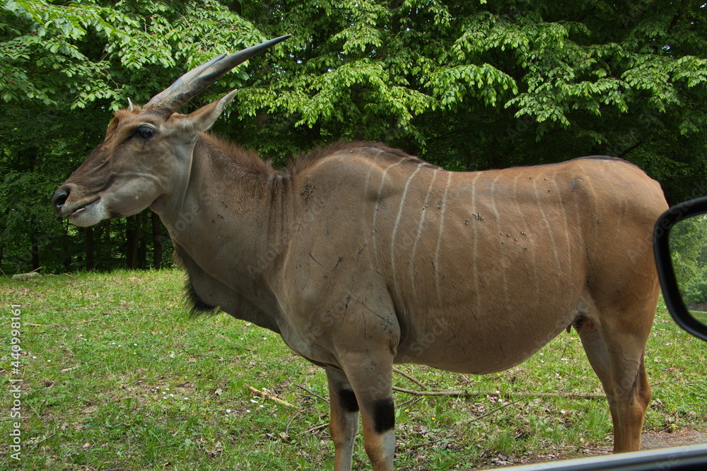 Eland antelope close to the car in Safari Park in Dvůr Králové nad Labem, Eastern Bohemia, Czech Republic, Europe
Eland antelope close to the car in Safari Park in Dvůr Králové nad Labem, Eastern Bohemia, Czech Republic, Europe