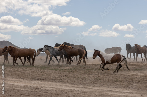 Herd of Wild Horses in the Utah Desert © natureguy