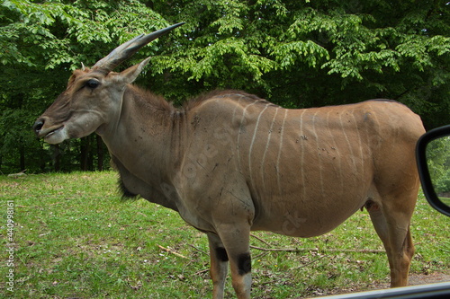 Eland antelope close to the car in Safari Park in Dvůr Králové nad Labem, Eastern Bohemia, Czech Republic, Europe 