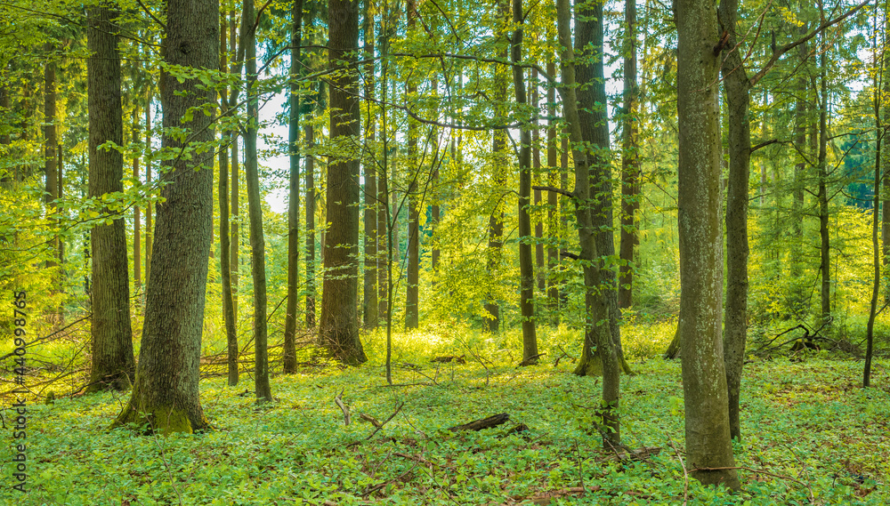 Fototapeta premium Klimaneutral in die Zukunf - Netto Null Ziel