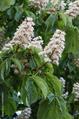 Flowering chestnut tree.