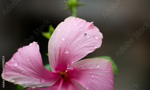 Quadro em tela Hibiscus with Insects