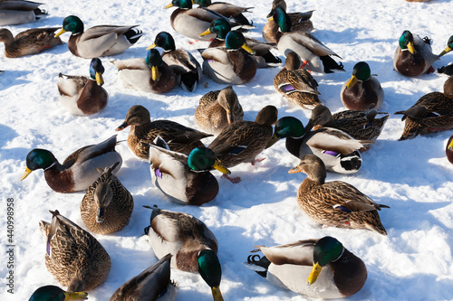 the cold season with frosts and snow, ducks sit in the snow
