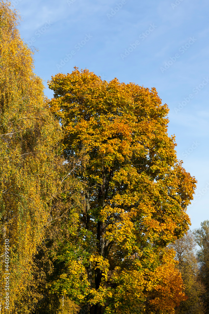 maple foliage in autumn leaf fall