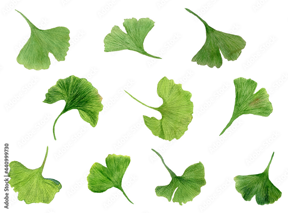 Watercolor set of green leaves of ginkgo biloba. Individual elements isolated on white background Watercolor set of green leaves of ginkgo biloba. Individual elements isolated on white background