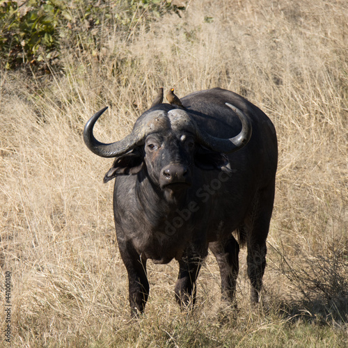 Kruger National Park  Cape Buffalo