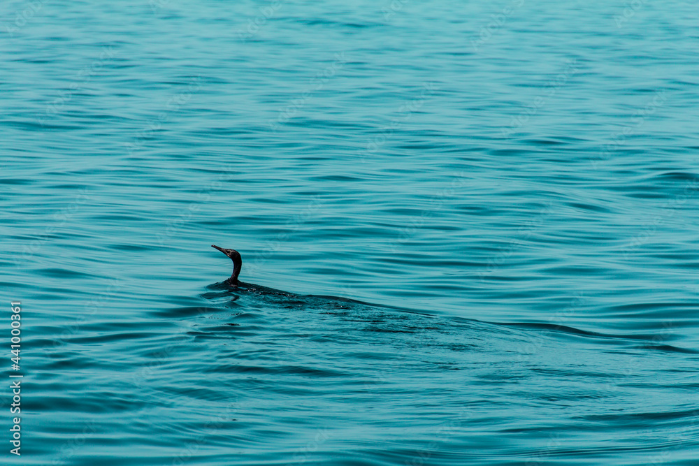 Fototapeta premium duck 