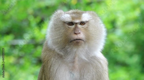 Cute monkey face Video Close-up, 4k Resolution. Batang Ai National Park, Borneo photo