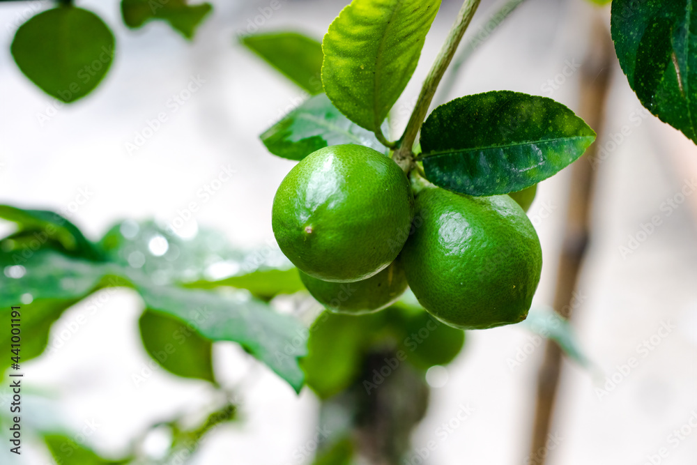 Bunch of fresh organic green lemons hanging on the tree Bunch of fresh organic green lemons hanging on the tree