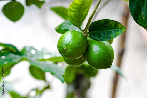 Wallpaper Mural Bunch of fresh organic green lemons hanging on the tree Torontodigital.ca