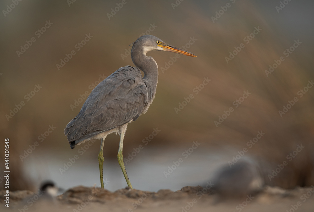A portrait of a Western reef heron at Asker marsh, Bahrain A portrait of a Western reef heron at Asker marsh, Bahrain