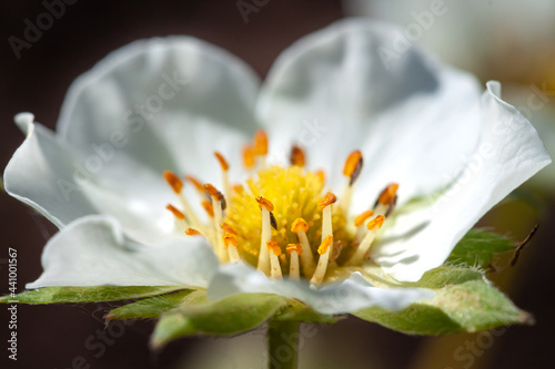 Strawberry blooming white spring flower with blur natural background macro