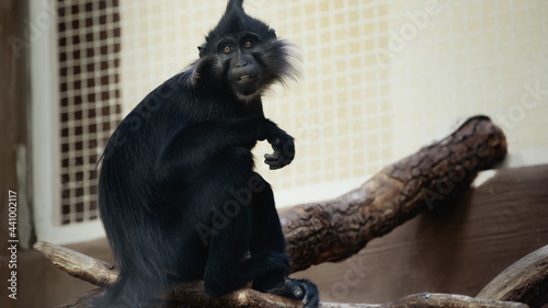 Photography black monkey sitting on wooden branch in zoo.