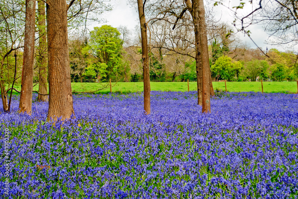 Naklejka premium Bluebell Woods Spring Flowers Greys Court Oxfordshire England
