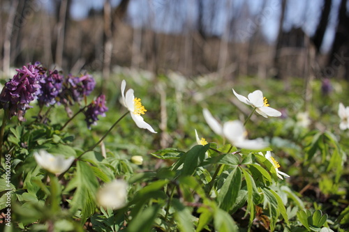 white spring flowers