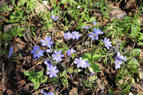 flowers in the forest