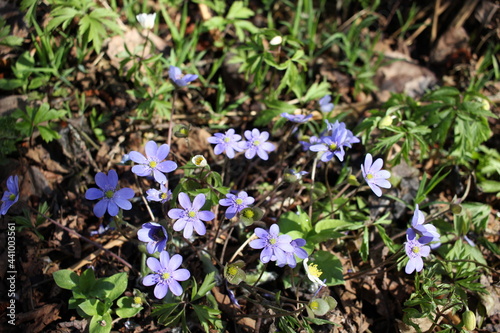 flowers in the forest