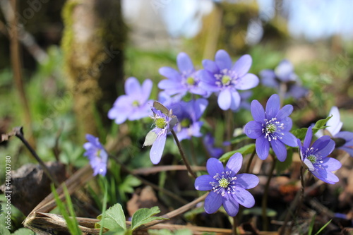 flowers in the forest
