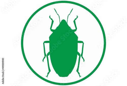 Bug Aelia rostrata on a white background. A type of insect that damages grains. Flat vector illustration
