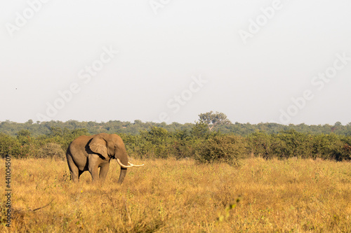 Kruger National Park: elephant