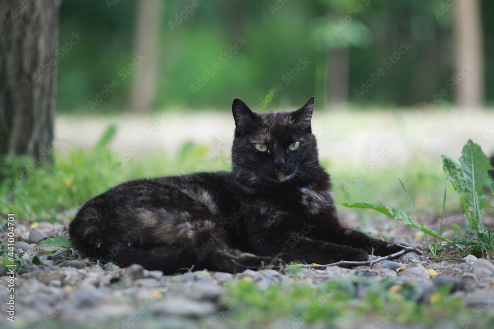 black cat on the grass black cat on the grass