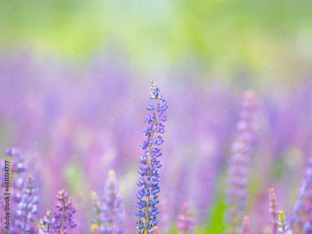 Fototapeta premium field of blooming lupines