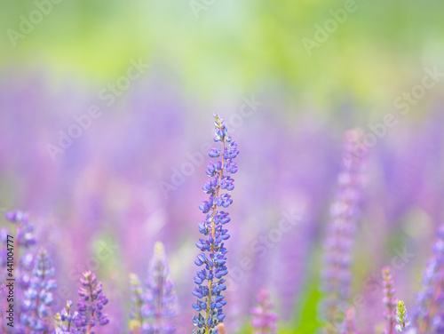 field of blooming lupines