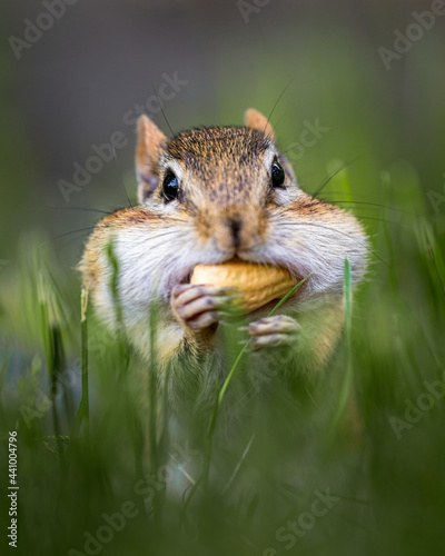 Closeup of a wild chipmunk outdoors eating peanuts photo