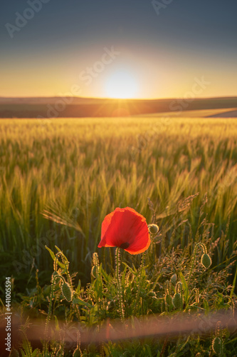 A single red poppy on Farmland on South Downs National Park with the sun setting over the Sussex Weald. The low sun is casting highlights and shadows onto the hills.