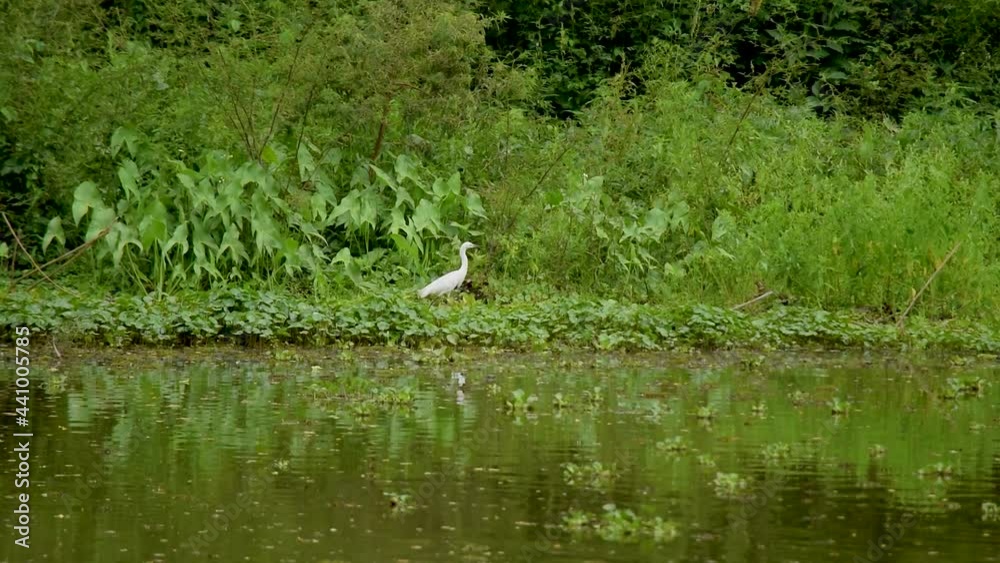 White heron walking along the shore of a lake in the forest. White heron walking along the shore of a lake in the forest.