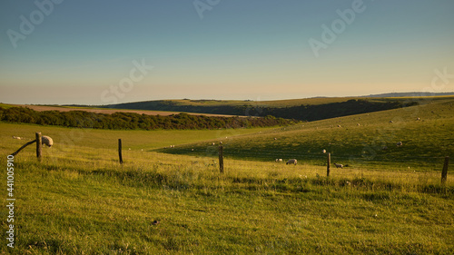 Sheep grazing on on open farmland in South Downs National Park with low sun  over the Sussex Weald. The low sun is casting highlights and shadows onto the hills.